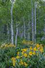 USA, Wyoming. Arrowleaf balsamroot wildflower and aspen trees, Grand Teton National Park Art Print